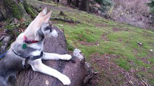 On the lookout for Orcs.