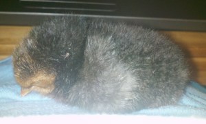 A little grey ball of fluff, sound asleep.