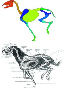 A quick drawing, tracing and color-coding the important components of a horse skeleton. This is an incomplete work.
