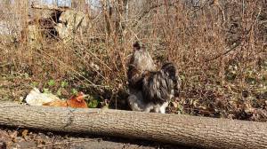 Lord Francis (er, Frank) chatting up a hen.