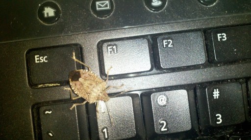 This stink bug was blocking my escape!