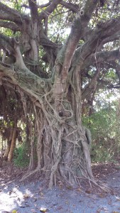 A banyan tree