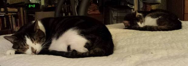 Not only do they sleep alike, they look alike.