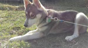 Comet enjoying munching on a stick while basking in the sun.