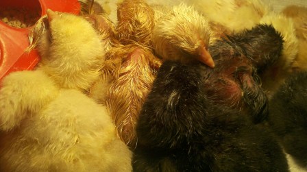 Newly hatched chicks.