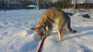The first snow of the season. (Sadly, thus far the only snow of the season.) Comet loves the snow!