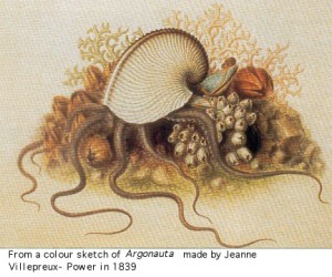 Sketch of an Argonaut (also called a Paper Nautilus) by Jeanne Villepreux-Power