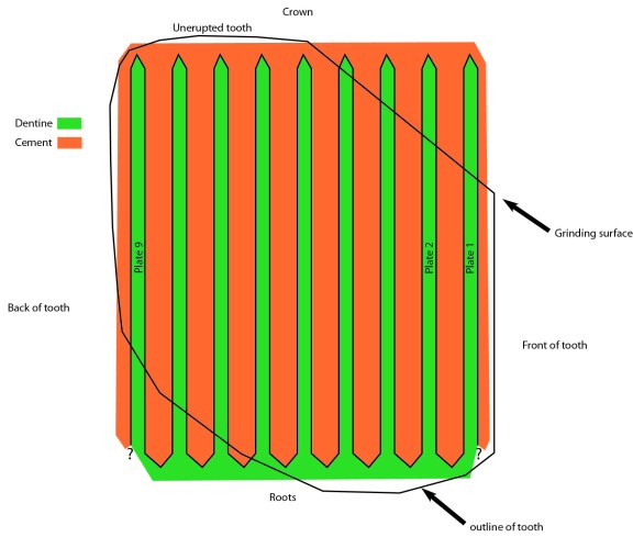 A schematic of dentine and cementum in mammoth (and modern elephant) teeth.