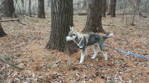 A woodland Husky.