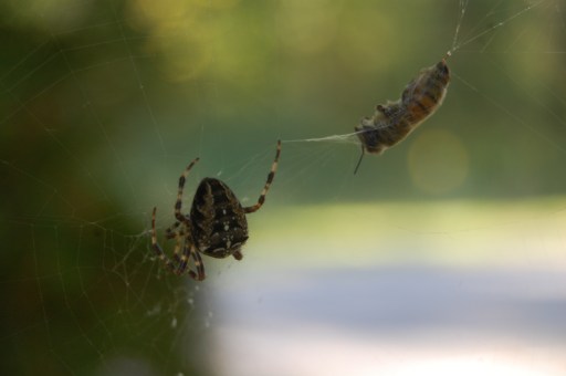 I actually watched it catch and wrap up that bee. Then I ran around screaming again for a while....