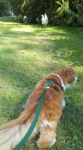 Taking Charlie for a walk during the summer.