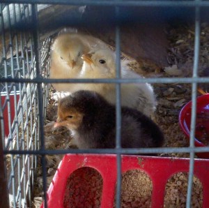 Bruno hanging out with his yellow siblings back at home.