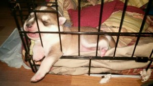 I'm a puppy. I chew.