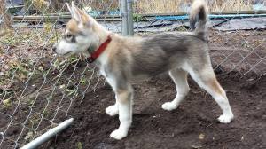 A private, safe place to run for little puppy.