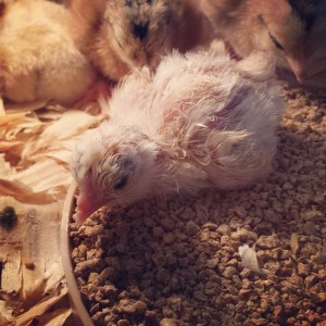 If I sleep on the food then I don't have to worry about making a mess of the bed.