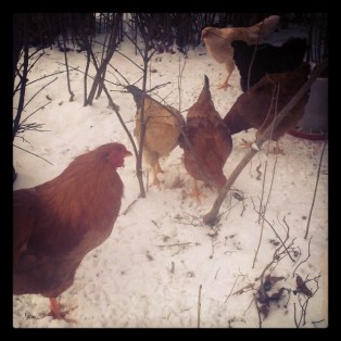 Our chickens' first experiences with snow.