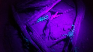 Scorpions really do glow under black light.