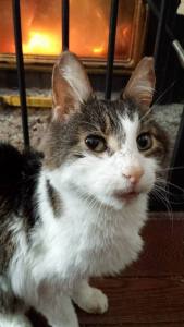 10985527_10100340447153008_3769034762329505822_n