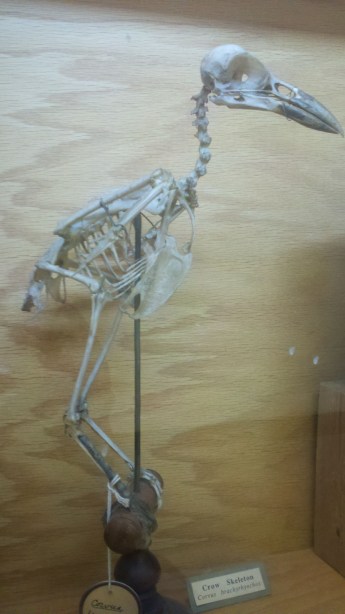 The crow skeleton in profile.