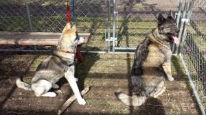Checking out the chickens.