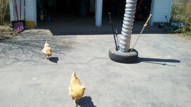My chicken-squires. We'll call them swordshens.