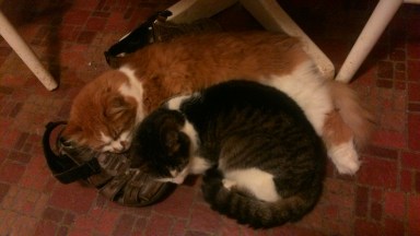 Two of our three cats, Charlie (orange) and Niko (grey spotted)