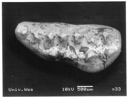 The right upper fourth premolar of Ptilodus gnomus. Notice the rows of pointed cusps, characteristic of multituberculates. 