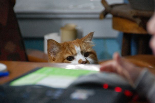 But he's part of the family. He always keeps a watchful eye on my son.