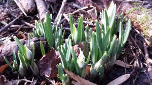 Flowers (Snow Drops) getting ready to bloom - a month earlier than usual.