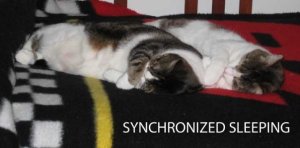 The 'napping face-paw' has a high degree of difficulty.