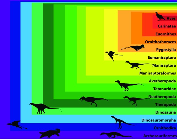 Aves - G.E. Lodge (T.M. Keesey) Public Domain Pygostylia - Changchengornis hengdaoziensis - Matt Martyniuk CC 3.0 NC-SA-By Eumaniraptora - Archaeopteryx - T.M.Keesey Public Domain Maniraptora - Jianchangosaurus yixianensis - Hanyong Pu, Yoshitsugu Kobayashi, Junchang Lü,  Li Xu, Yanhua Wu, Huali Chang, Jiming Zhang, Songhai Jia & T. Michael Keesey CC 3.0 By Neotetanurae - Sciurumimus albersdoeferi - Gareth Monger CC 3.0 By Theropoda - Tyrannosaurus rex - Scott Hartman CC 3.0 NC-SA-By Theropoda - Eodromaeus murphi - Conty (Modified) CC 3.0 By Apatosaurus - Scott Hartman CC 3.0 NC-SA-By Pterosauria - Preondactylus buffarinii - Mark Witton CC NC-SA-By Ornithodira - Dromomeron romeri - Nobu Tamura CC 3.0 By Crocodylia - Crocodylus porosus - Steven Traver Public Domain Archosauromorpha - Prolacerta broomi - T.M. Keesey Public Domain