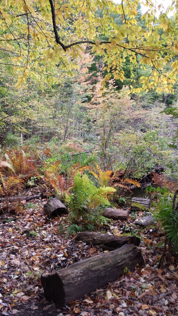 Fall at Mendon Ponds Park.