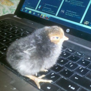 Trying to tweet, but can only hunt and peck.