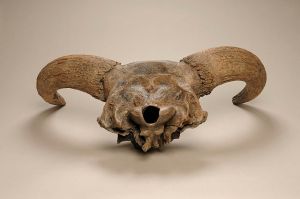 This Aurochs (a mammal related to cattle) has two rounded occipital condyles, one on each side of the large opening called the foramen magnum. Credit: Herbert Art Gallery and Museum, Coventry CC BY-SA 3.0
