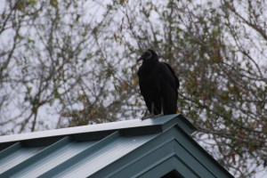 And the loveliest of all... The black vulture.