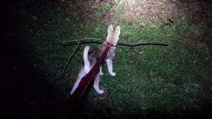 Midnight walks. Comet shows that he's going to be the branch manager one day!