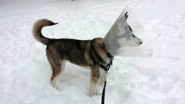 Comet analyzes the wind direction before taking another shot.