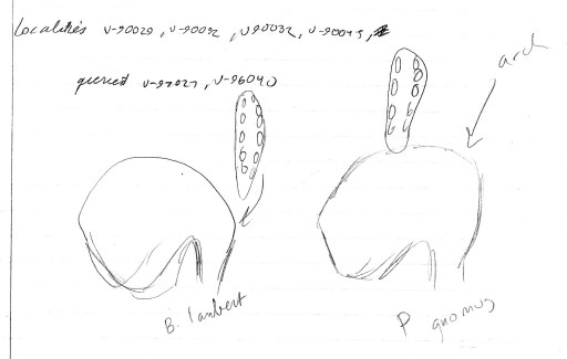 Sketches of the comparison between B. lamberti and P. gnomus