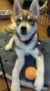 Merry Christmas Comet!