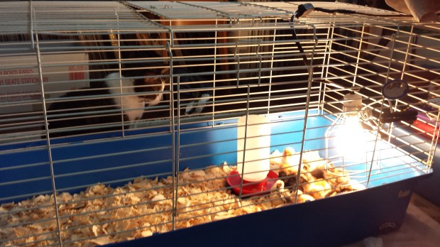 Toby checks out the new house guests.