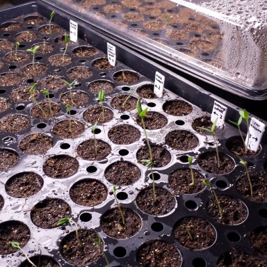 We'll have a handsome crop of tomatoes. Too bad I don't like tomatoes.