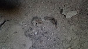 Look at his poofy tail!