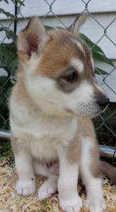 What is this? 5 weeks.