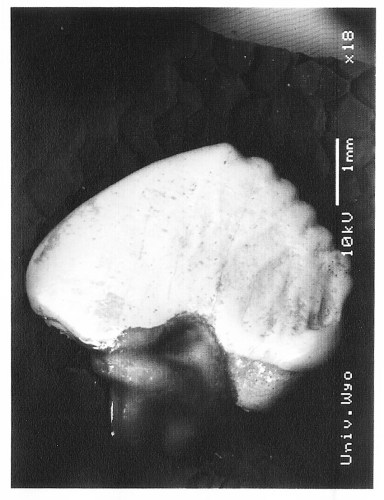 SEM image of the type specimen of the multituberculate Fractinus palmorem