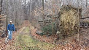 A blown-over tree. (Puppy for scale.)