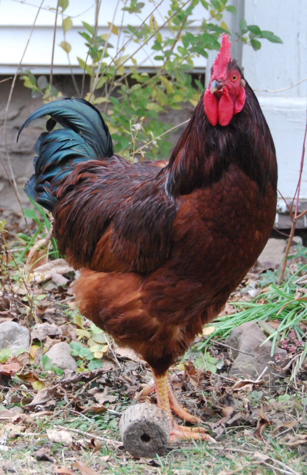 Rocky - Rhode Island Red