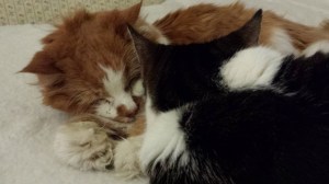 Last snuggles with a dear old friend.