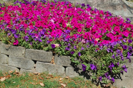 Petunias at Boldt Castle. All rights reserved.