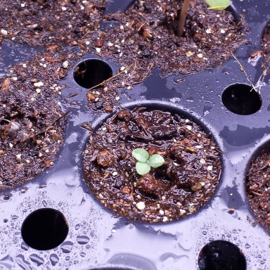 A tricot?! We'll see how this one grows.