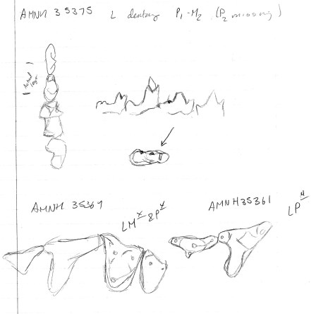 Sketches of several specimens of Protictis from the American Museum of Natural History